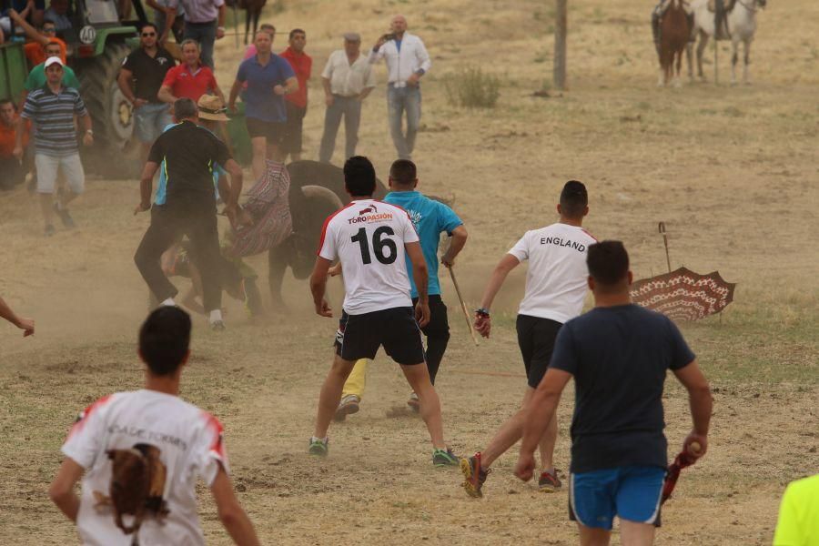 Segundo encierro taurino en Guarrate