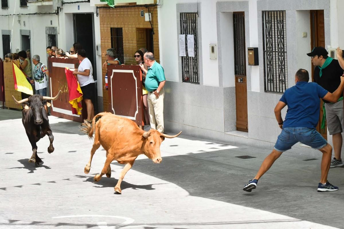 Primer encierro taurino en El Viso