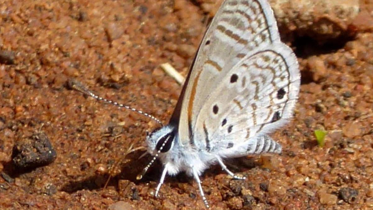 Un ejemplar de Mariposa Laberinto del Desierto Azanus ubaldus