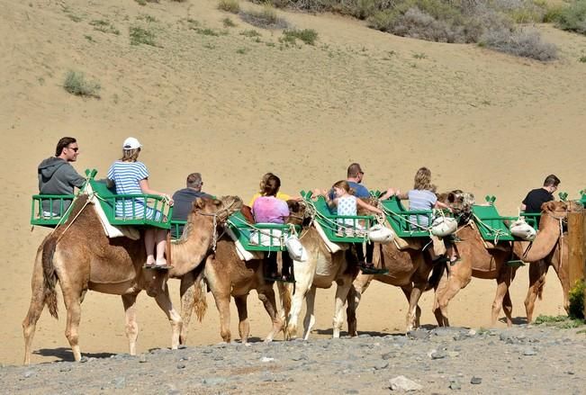 CAMELLOS DUNAS MASPALOMAS