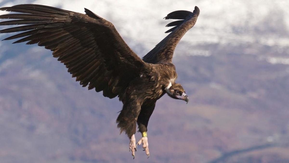 Buitre negro en Extremadura.
