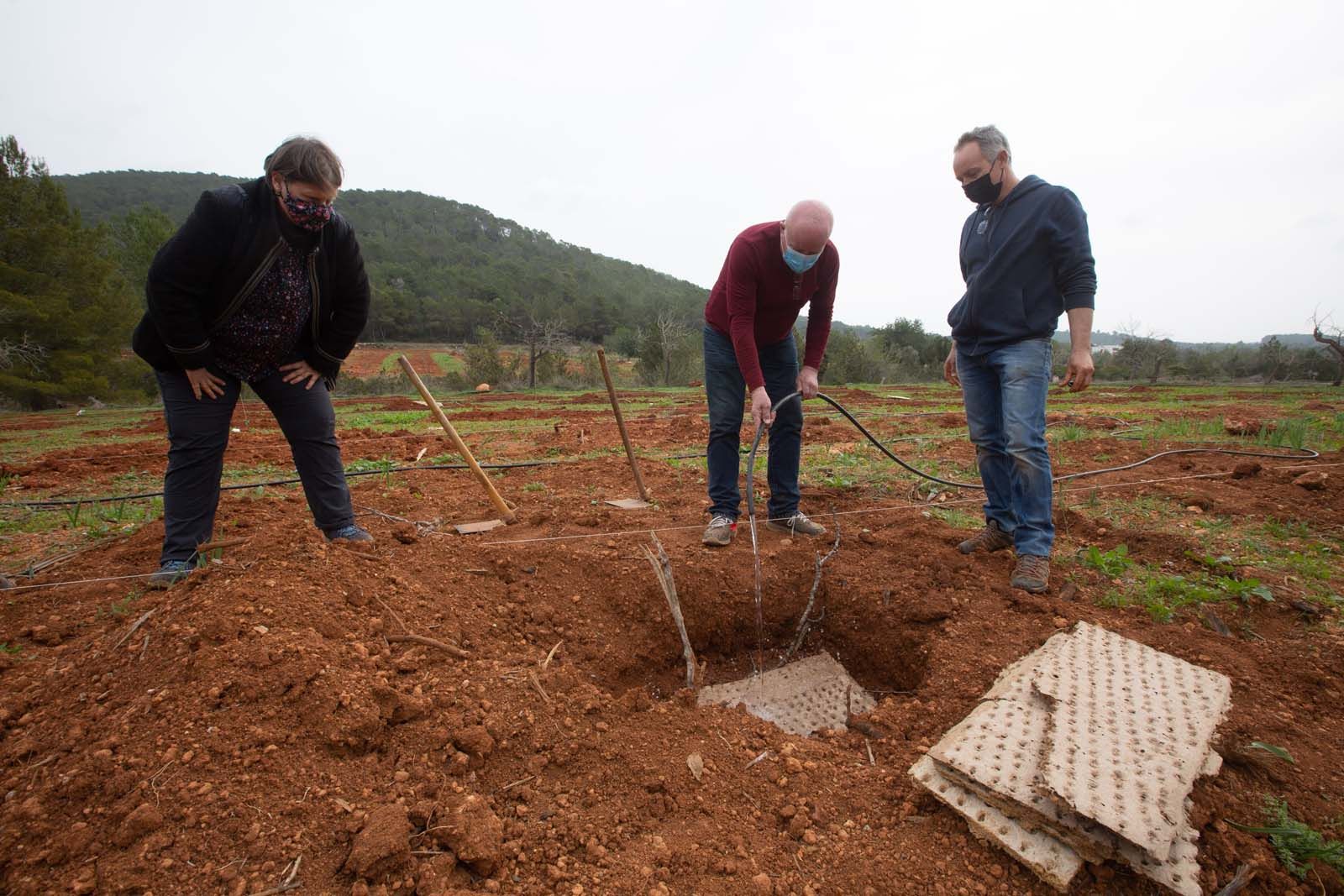 Higos en un bancal abandonado de Ibiza