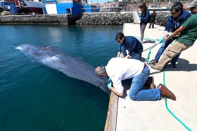 TELDE  13-03-19   TELDE. Localizan a una ballena cachalote hembra de nueve metros muerta flotando en la costa de Telde, la cual fue trasladada hasta el muelle de Taliarte a la espera de sus traslado al vertedero de Juana Grande donde le practicaran la necropsia. FOTOS: JUAN CASTRO