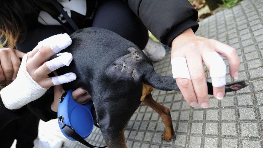 “Fue horrible. Solo veía a mi marido tirado y sangre”, relata la mujer atacada por un perro