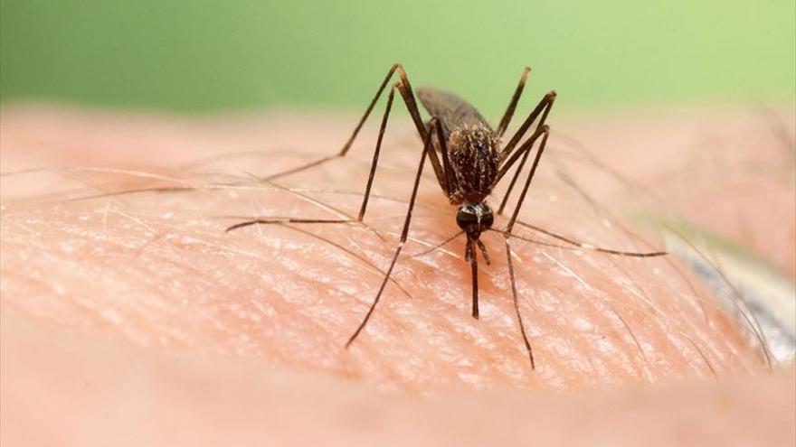 Detectado en Huesca un caso de dengue importado