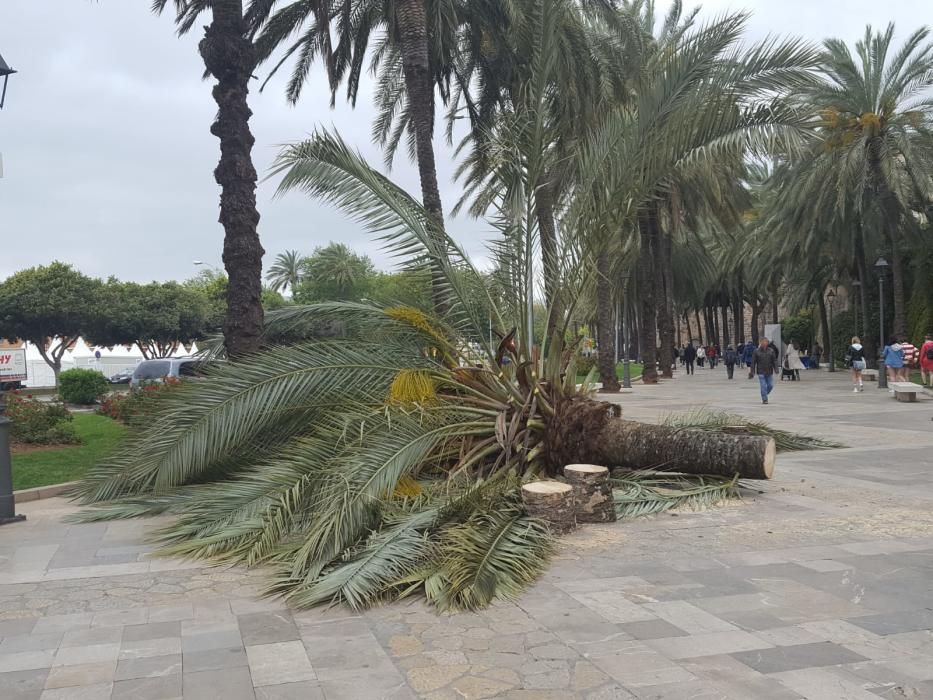 El viento derriba una palmera en Palma