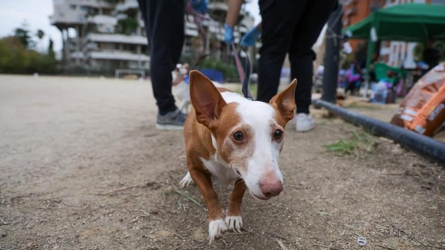 València presenta un decálogo de convivencia para las mascotas en Fallas