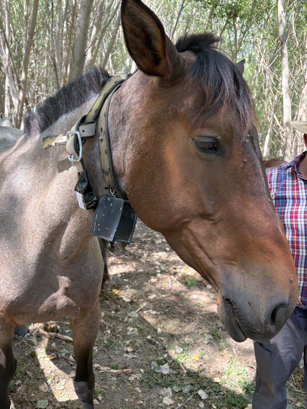 Una yegua perteneciente al estudio llevando un acelerómetro y un collar GPS para recopilar datos