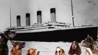 Las otras víctimas del naufragio más famoso: la historia de los perros del Titanic