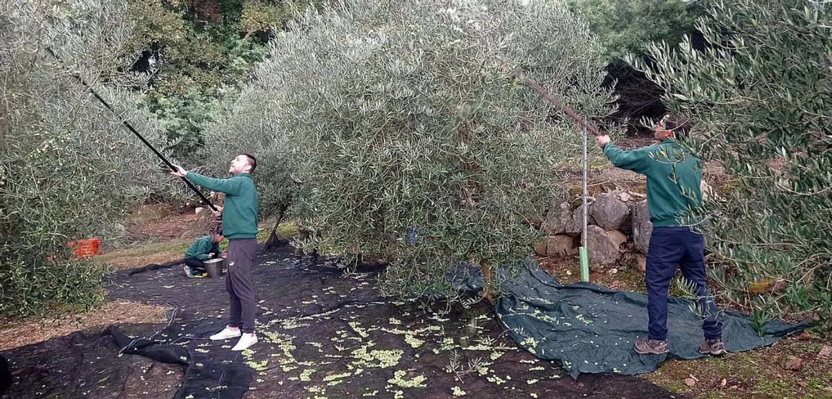 El vareo de aceitunas, ayer, en el olivar de O Penedo. |  FdV