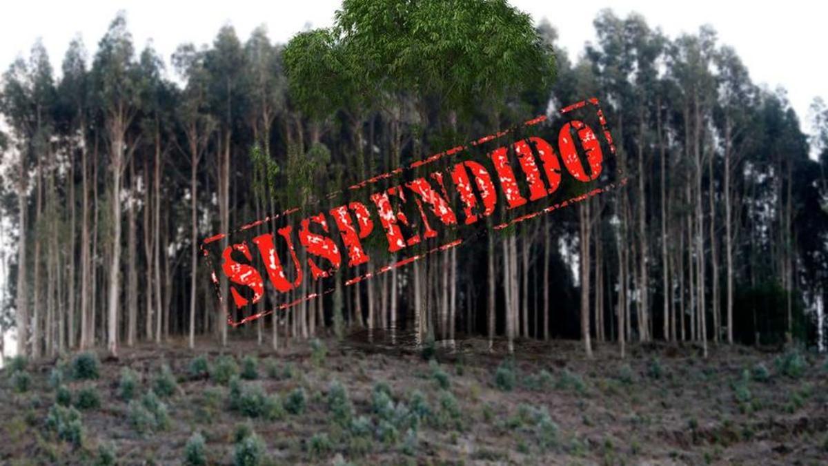 Medio Rural prohibirá de forma temporal las nuevas plantaciones de eucalipto