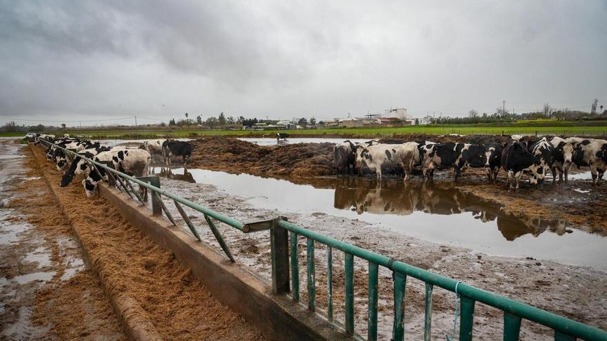 Badajoz decreta la emergencia y solicitará al Gobierno la declaración de Zona Gravemente afectada por los temporales