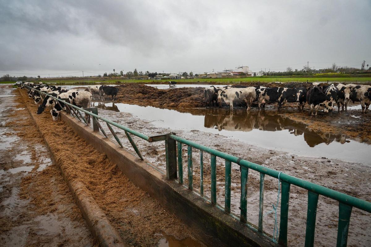 Parcela inundada de Gévora.