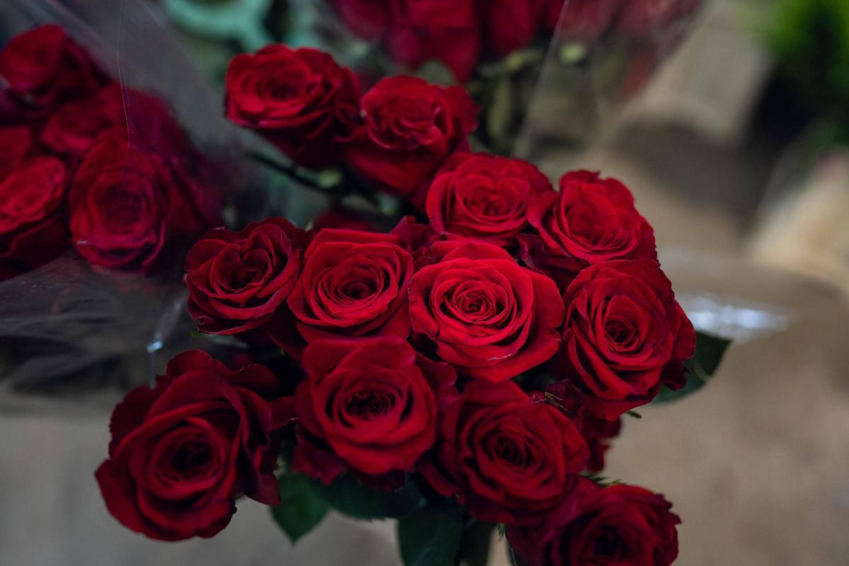 Mercabarna-flor se prepara para un Sant Jordi en el que se venderán 7 millones de rosas