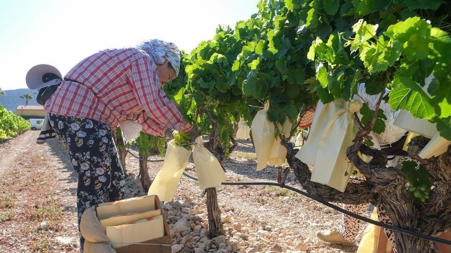 Monforte del Cid mantiene su oposición al paso de la línea eléctrica de las macroplantas solares