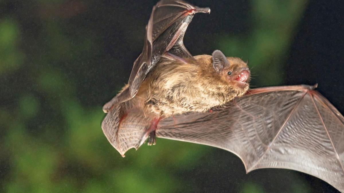 Murciélago Pipistrellus pygmaeus en pleno vuelo.