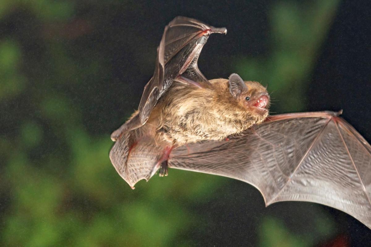 Murciélago Pipistrellus pygmaeus en pleno vuelo.