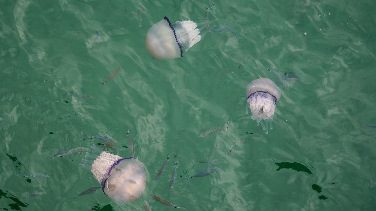 Tres medusas nadan al compás de las olas junto al Pont del Petroli de Badalona.