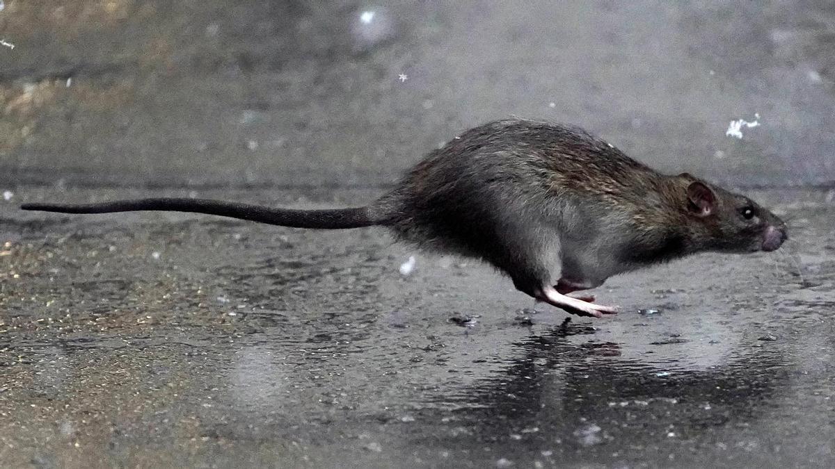 Una rata en la ciudad de Nueva York