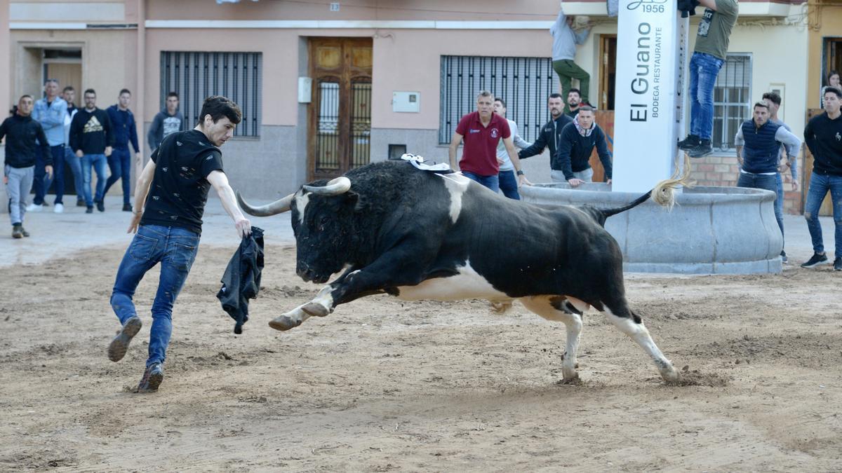 Otro de los tres toros exhibidos este sábado en las fiestas patronales de Sant Vicent.