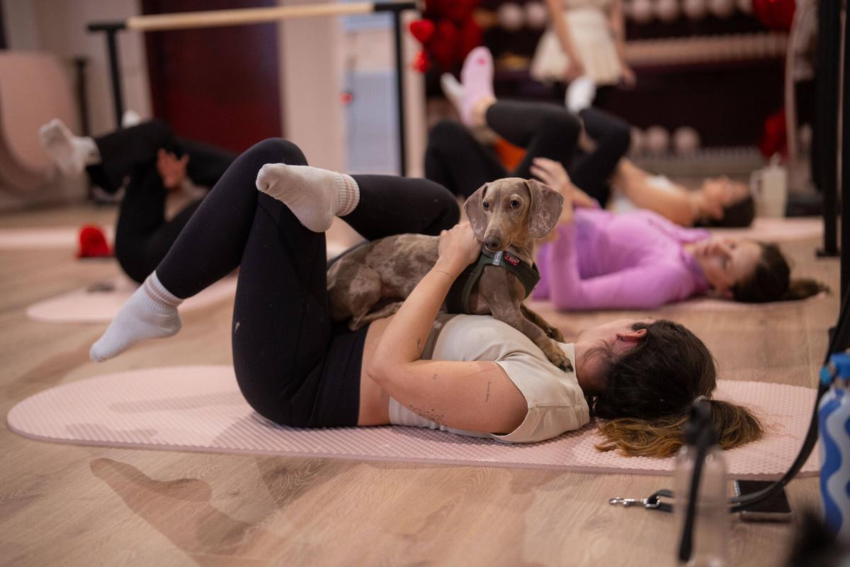 Barcelona 16/02/2026. Sociedad. Apertura de Élevé Barré Studio, un nuevo espacio pet friendly donde se practica fitness de barre acompañado de perros, combinando ejercicio y bienestar animal. Foto: Zowy Voeten / El Periódico.