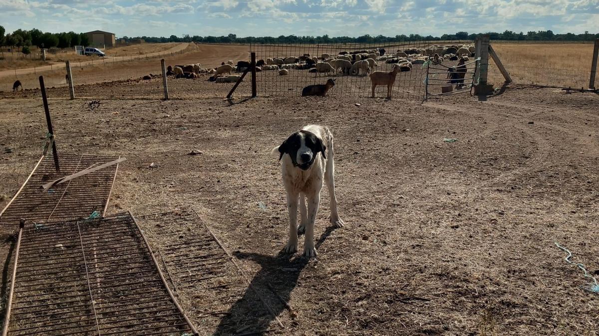 Uno de los mastines con las ovejas al fondo en la finca de El Cubo donde se ha producido el ataque de lobo