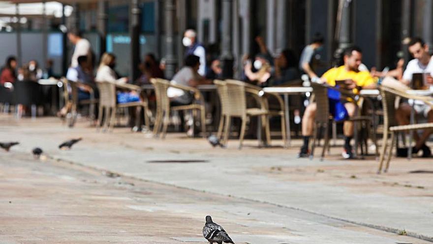 Aspecto de la plaza de los Hermanos Orbón, donde las aves entre los clientes de los negocios de hostelería son presencia habitual. | Mara Villamuza