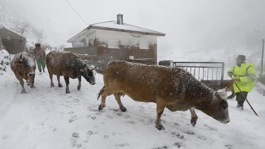 Colegios cerrados en Villaviciosa, inundaciones, árboles caídos, granizo y nevadas... Así fue la segunda jornada de temporal en Asturias (y así se espera la tercera hoy)