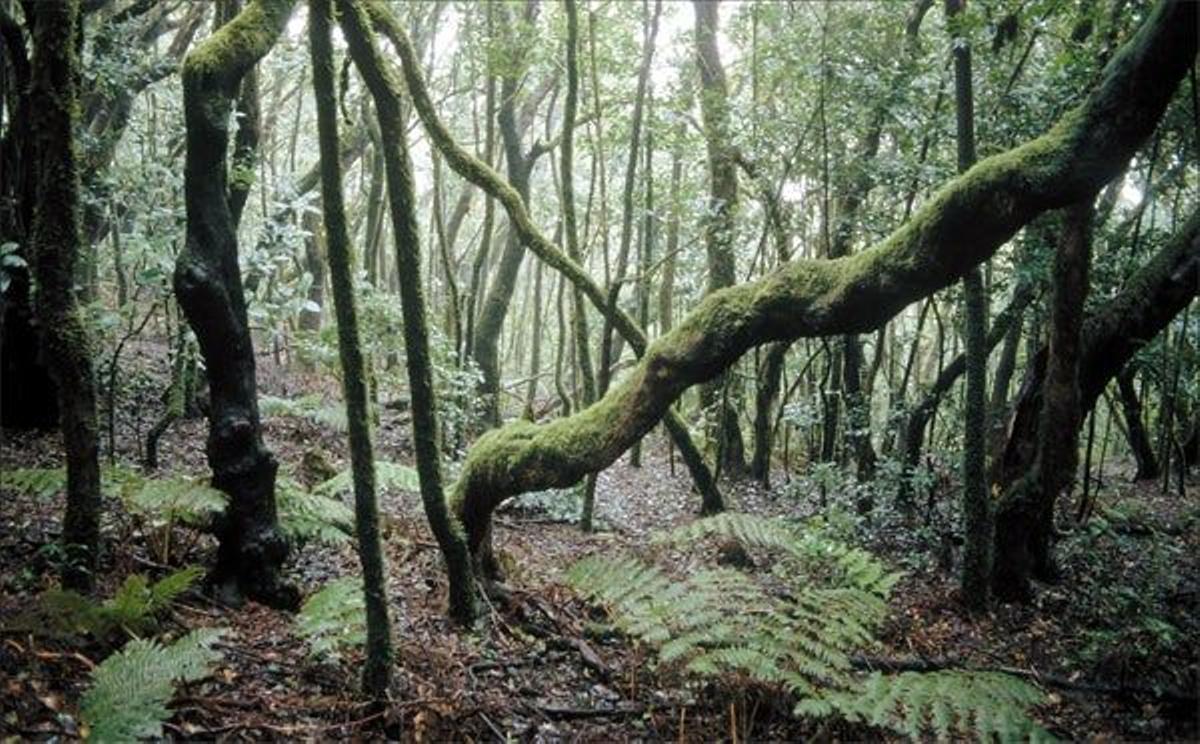 Los bosques de laurisilva del
Parque Nacional de Garajonay
(La Gomera), declarado
Patrimonio de la H