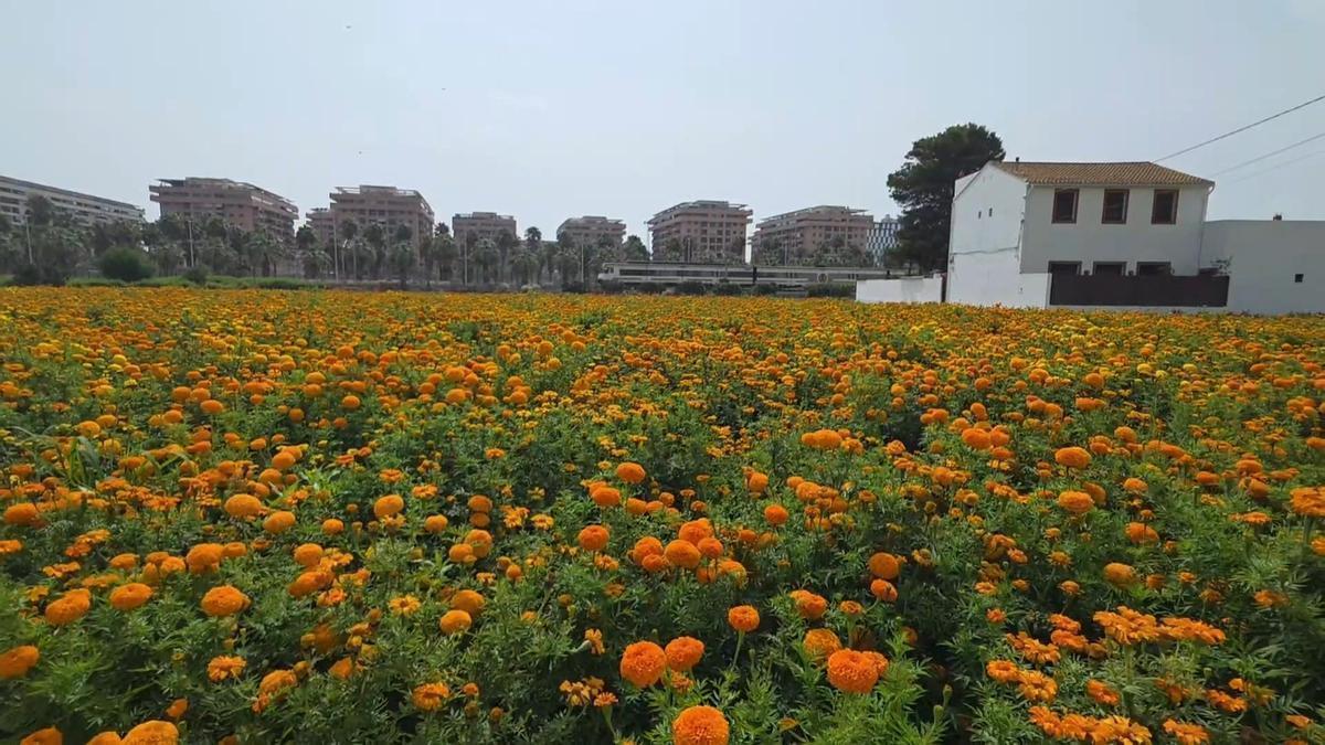 Todo preparado para la Batalla de Flores de València: así está el clavellón