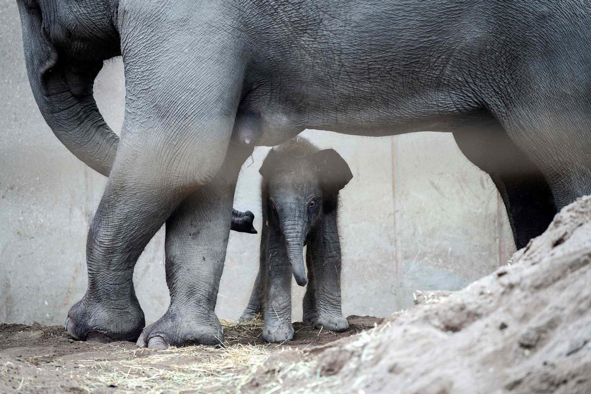 Una cría de elefante recién nacida pasea el zoo de Copenhague