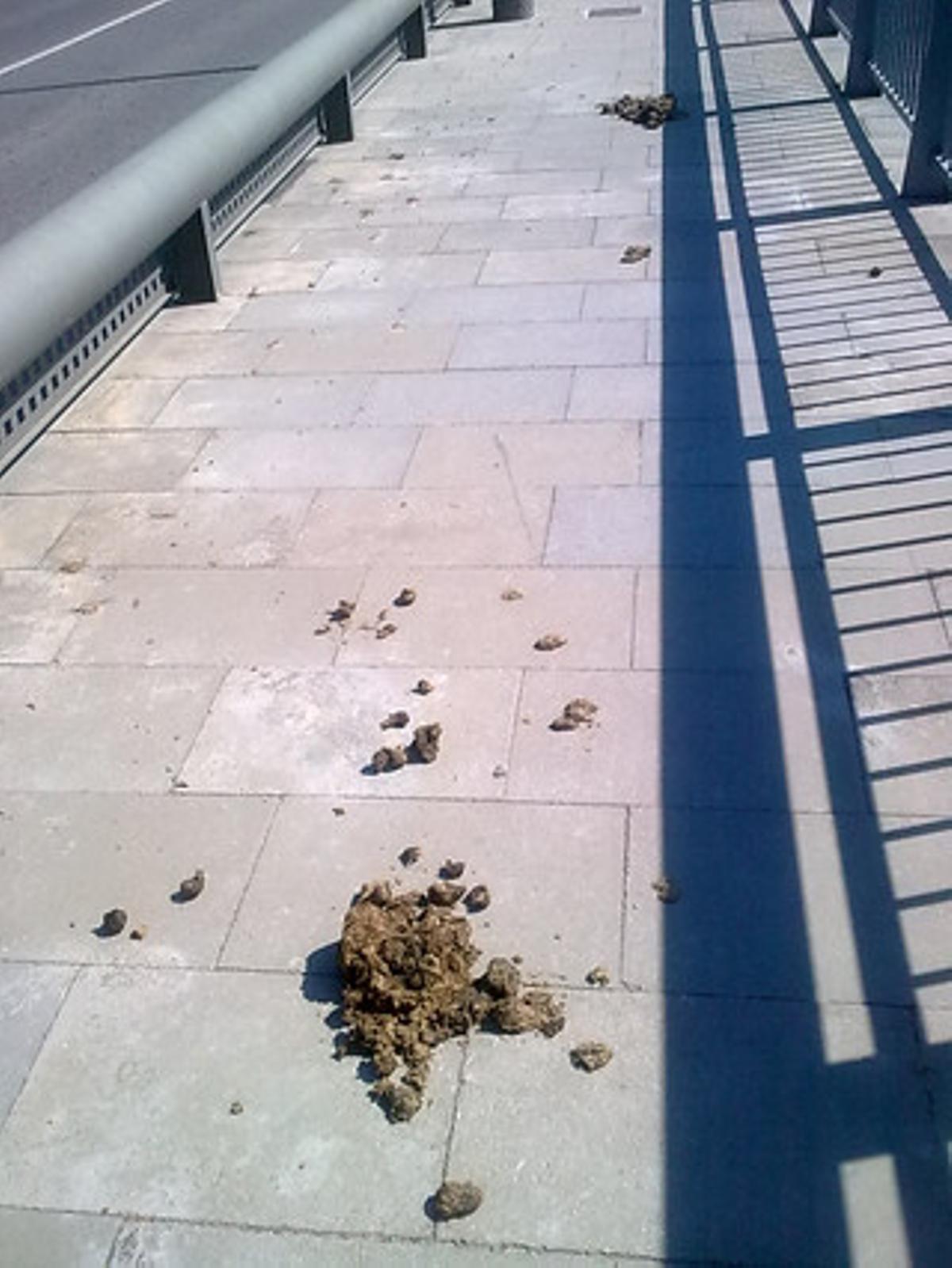 Pont ’sembrat’.No és la primera vegada que deixen sembrat d’excrements el pont, els carrers, camins i altres llocs de Torroella de Montgrí i l’Estartit. ¿Qui multa els genets que permeten una marranada com aquesta?