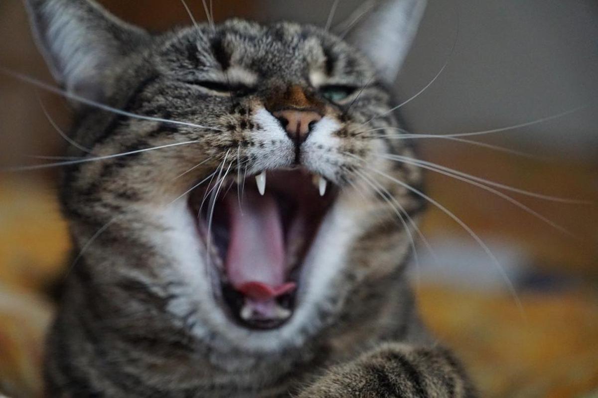 Consejos para evitar que los perros y gatos sufran con el ruido de los petardos