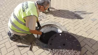 El Ayuntamiento realiza un plan de choque contra insectos y roedores en Baena y Albendín