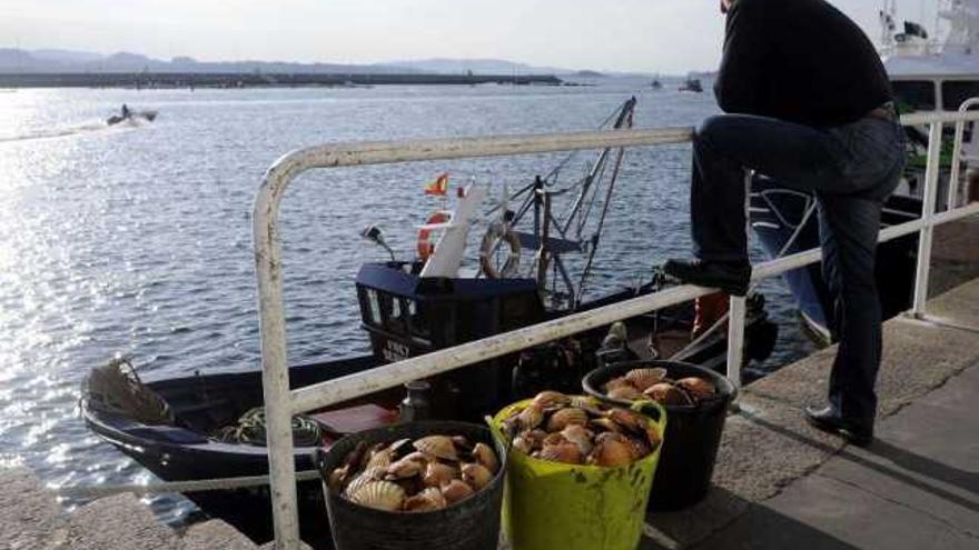 Vieira descargada en el puerto de Cambados para su comercialización en fresco. / noe parga