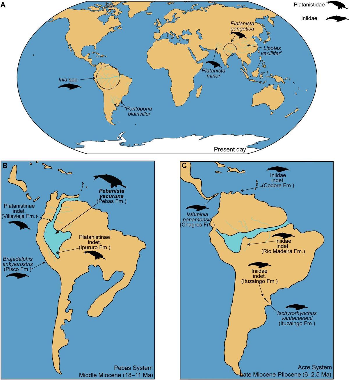 Distribución de las especies