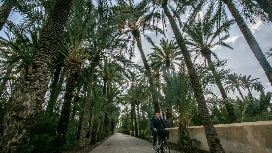 Una vista del Palmeral histórico de Elche