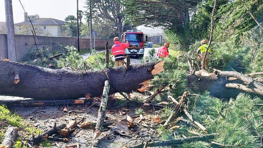 Más de una decena de árboles y postes caídos el sábado