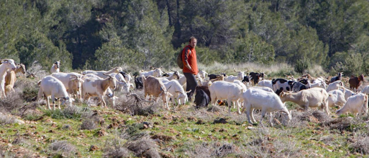 Pastoreo contra la despoblación: mil cabras para salvar Bicorp y sus montañas