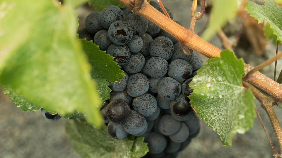 Vendimia Lanzarote: 2 millones de kilos de uva recogidos