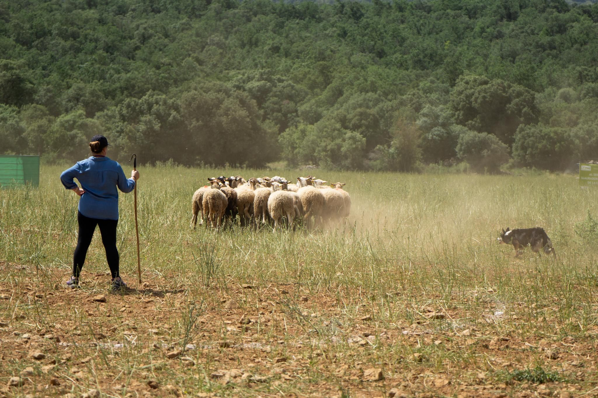 FOTOGALERÍA: Las imágenes del concurso de perros pastores de Ares del Maestrat