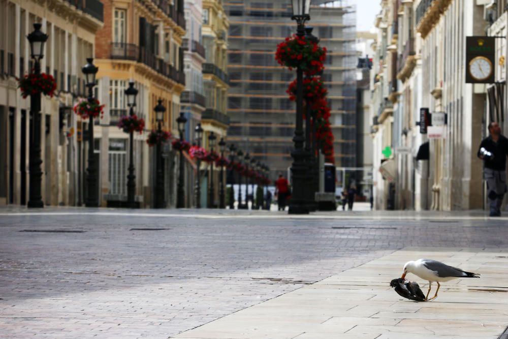 Viernes, 24 de abril | Málaga continúa en estado de alarma