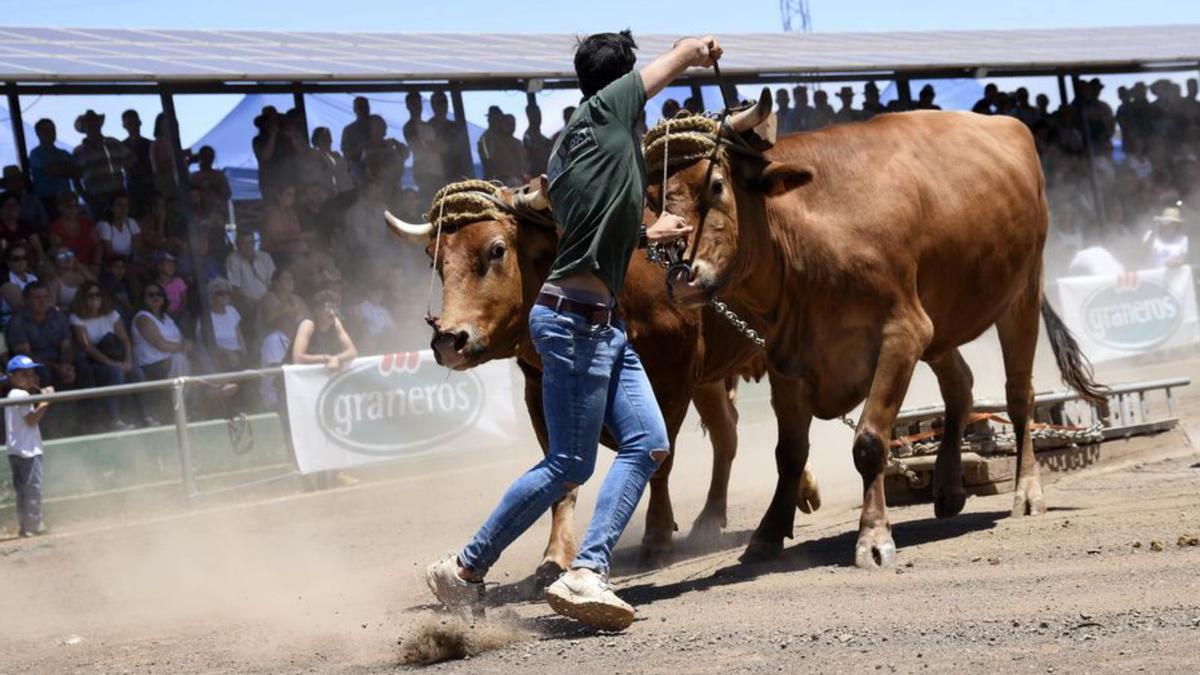 Arrastre de ganado en la Casa del Ganadero de La Laguna.