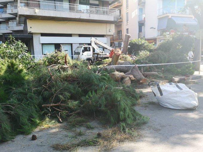 Un pi de grans dimensions cau damunt d'una furgoneta a Palamós