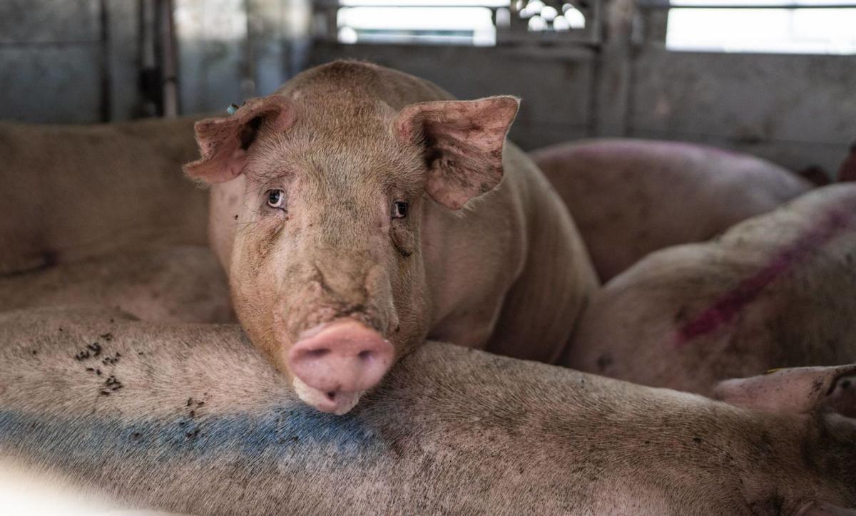 La pesta porcina causa 12 milions d’euros en pèrdues en quatre dies
