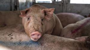 La pesta porcina causa 12 milions d’euros en pèrdues en quatre dies
