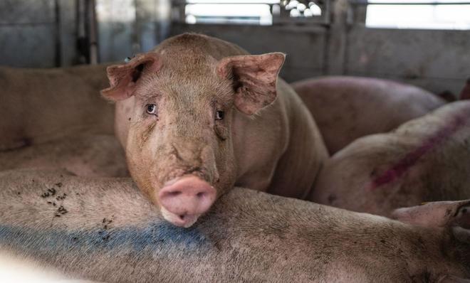 Расширяют зону вспышки африканской чумы свиней в Каталонии