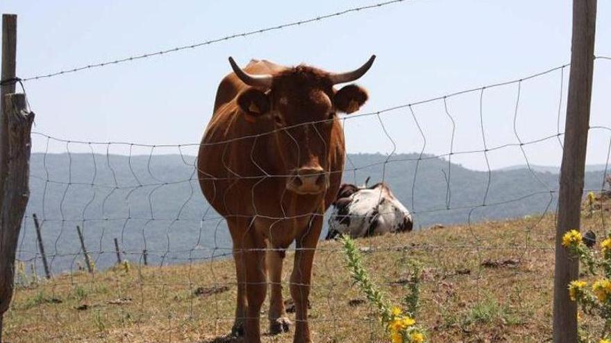 Ronda vende 150 cabezas de ternero de engorde por 166.0000 euros