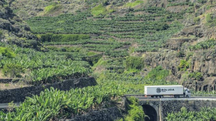 Un camión de Boluda Truck transporta un reefer de Boluda Lines en la zona platanera de la isla de La Palma.