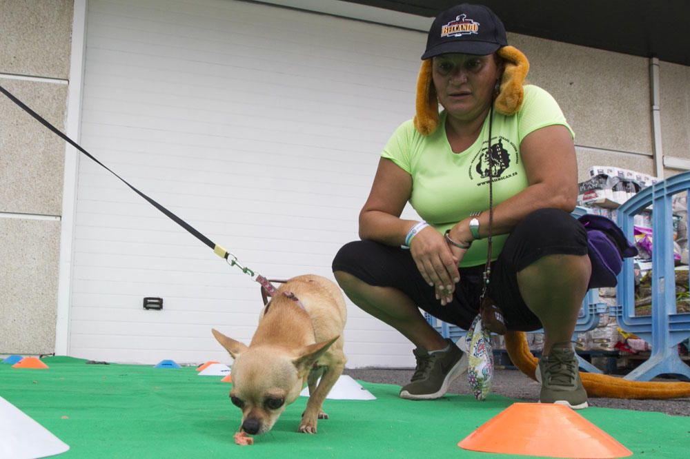 Exhibición de perros mascota enAlcampo de Telde